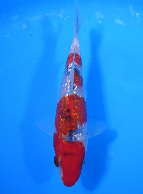 錦屋養鯉場 　ダイヤ銀鱗 大正三色　16cm 　 錦鯉　通信販売　錦屋養鯉場