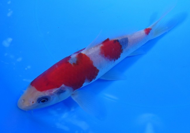 錦屋養鯉場 　大正三色　17cm　 錦鯉販売　通信販売　錦屋養鯉場