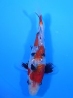  　ダイヤ銀鱗 昭和三色　16cm　 