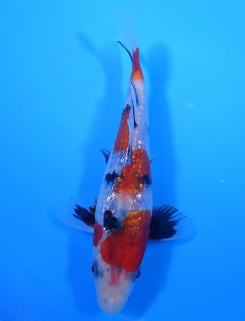 ダイヤ銀鱗 昭和三色 16cm 錦屋養鯉場 ダイヤ銀鱗 昭和三色 16cm 錦鯉販売 通信販売 錦屋養鯉場