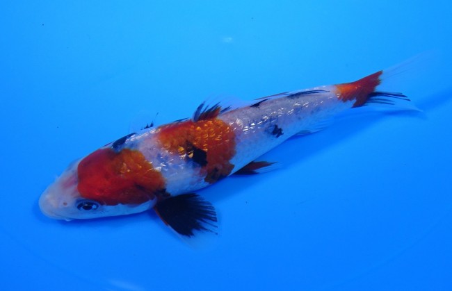 ダイヤ銀鱗 昭和三色 16cm 錦屋養鯉場 ダイヤ銀鱗 昭和三色 16cm 錦鯉販売 通信販売 錦屋養鯉場