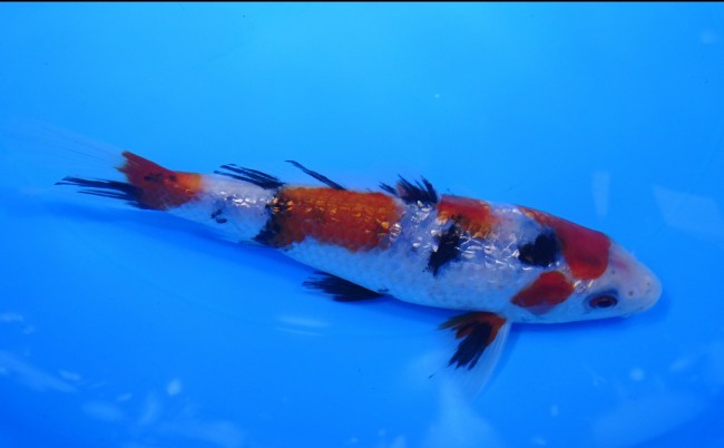 ダイヤ銀鱗 昭和三色 16cm 錦屋養鯉場 ダイヤ銀鱗 昭和三色 16cm 錦鯉販売 通信販売 錦屋養鯉場