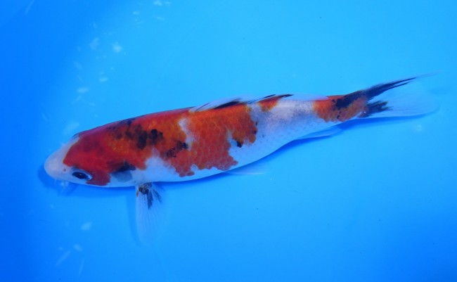 昭和三色 17cm 錦屋養鯉場 昭和三色 17cm 錦鯉販売 通信販売 錦屋養鯉場