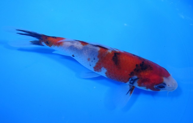 昭和三色 17cm 錦屋養鯉場 昭和三色 17cm 錦鯉販売 通信販売 錦屋養鯉場