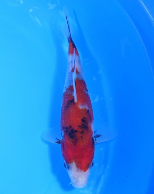 昭和三色 17cm 錦屋養鯉場 昭和三色 17cm 錦鯉販売 通信販売 錦屋養鯉場