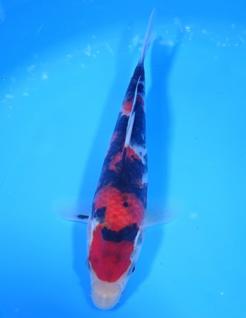 昭和三色 21cm 錦屋養鯉場 昭和三色 21cm 錦鯉販売 通信販売 錦屋養鯉場