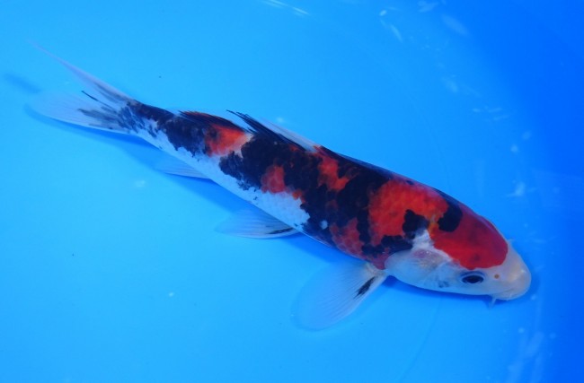 昭和三色 21cm 錦屋養鯉場 昭和三色 20cm 錦鯉販売 通信販売 錦屋養鯉場