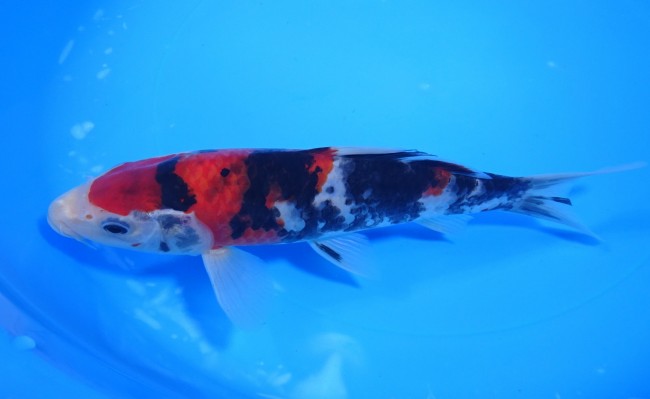 昭和三色 21cm 錦屋養鯉場 昭和三色 20cm 錦鯉販売 通信販売 錦屋養鯉場