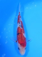  　ダイヤ銀鱗 大正三色　16cm 　 