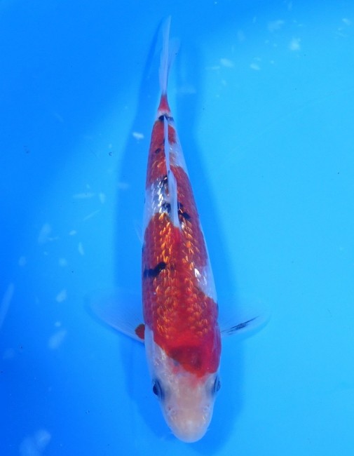 ダイヤ銀鱗 大正三色 16cm 錦屋養鯉場 ダイヤ銀鱗 大正三色 16cm 錦鯉 通信販売 錦屋養鯉場