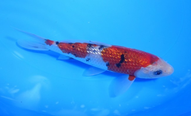 ダイヤ銀鱗 大正三色 16cm 錦屋養鯉場 ダイヤ銀鱗 大正三色 16cm 錦鯉 通信販売 錦屋養鯉場