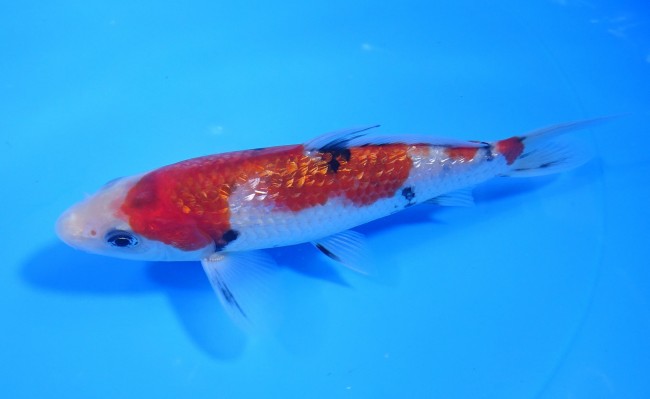 ダイヤ銀鱗 大正三色 16cm 錦屋養鯉場 ダイヤ銀鱗 大正三色 16cm 錦鯉 通信販売 錦屋養鯉場