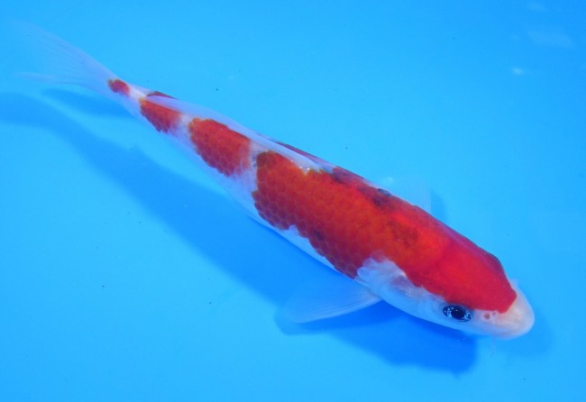 錦屋養鯉場 　大正三色　16cm　 錦鯉販売　通信販売　錦屋養鯉場