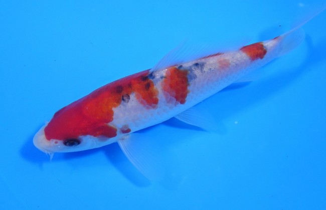 錦屋養鯉場 　大正三色　16cm　 錦鯉販売　通信販売　錦屋養鯉場