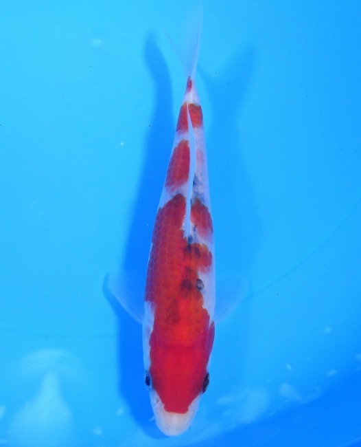 錦屋養鯉場 　大正三色　16cm　 錦鯉販売　通信販売　錦屋養鯉場