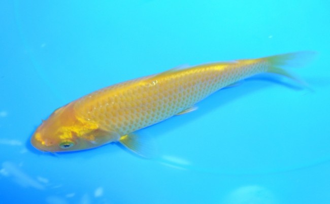 黄鯉 12cm 錦屋養鯉場 黄鯉 12cm 錦屋養鯉場 錦鯉販売 通信販売