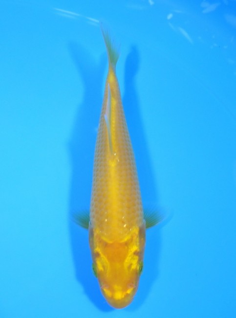 黄鯉 12cm 錦屋養鯉場 黄鯉 12cm 錦屋養鯉場 錦鯉販売 通信販売