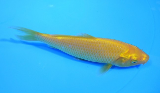 黄鯉 12cm 錦屋養鯉場 黄鯉 12cm 錦屋養鯉場 錦鯉販売 通信販売