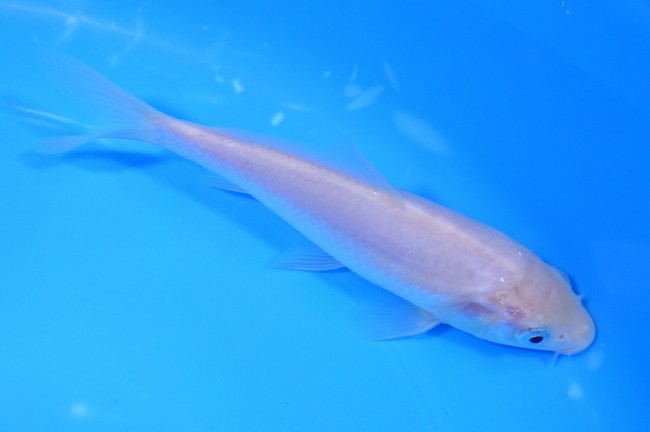 白鯉 13cm 錦屋養鯉場 白鯉 13cm 錦鯉販売 通信販売 錦屋養鯉場