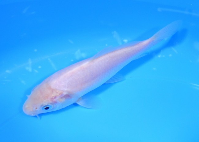 白鯉 13cm 錦屋養鯉場 白鯉 13cm 錦鯉販売 通信販売 錦屋養鯉場
