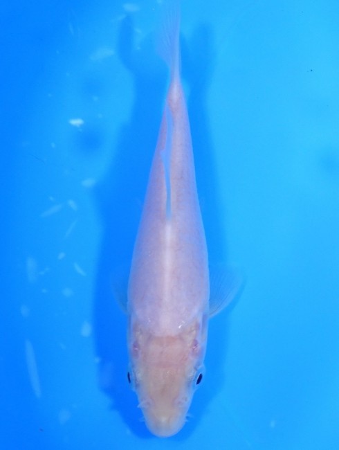 白鯉 13cm 錦屋養鯉場 白鯉 13cm 錦鯉販売 通信販売 錦屋養鯉場