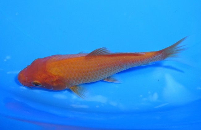 錦屋養鯉場　 緋鯉　12cm　錦鯉販売　通信販売　錦屋養鯉場