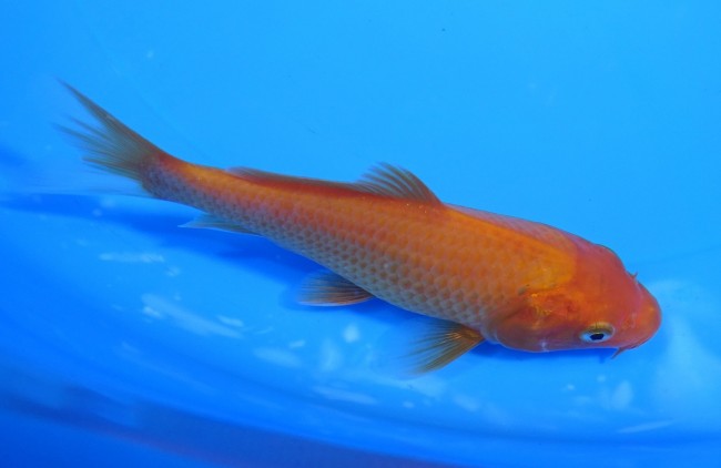 錦屋養鯉場　 緋鯉　12cm　錦鯉販売　通信販売　錦屋養鯉場