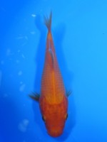 　 緋鯉　12cm　