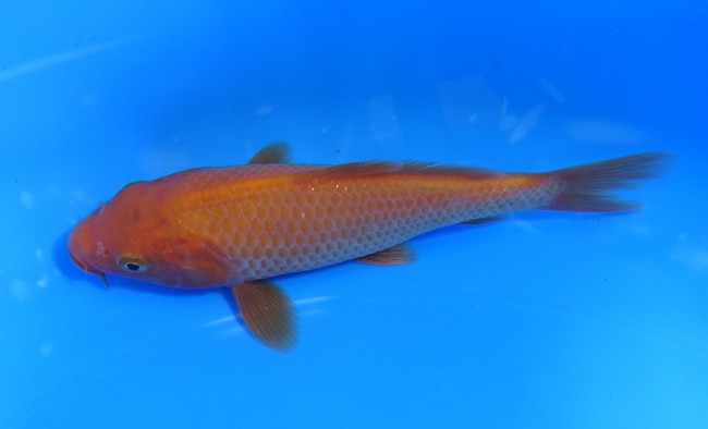 紅鯉 13cm 錦屋養鯉場 紅鯉 13cm 錦鯉販売 通信販売 錦屋養鯉場