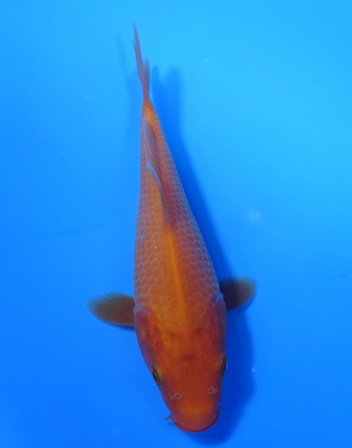 紅鯉 13cm 錦屋養鯉場 紅鯉 13cm 錦鯉販売 通信販売 錦屋養鯉場