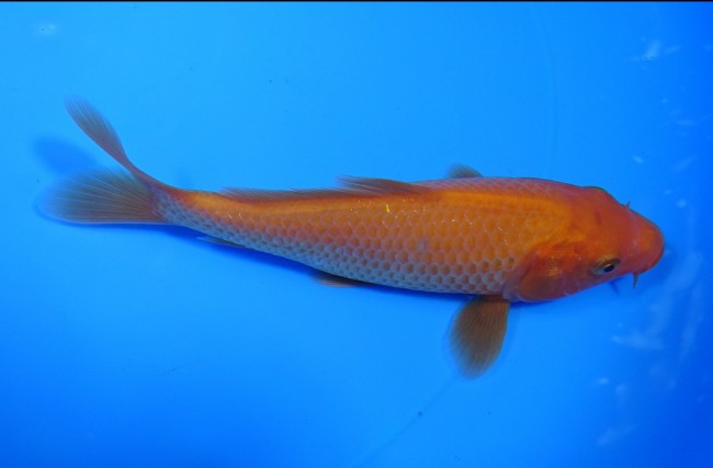 紅鯉 13cm 錦屋養鯉場 紅鯉 13cm 錦鯉販売 通信販売 錦屋養鯉場