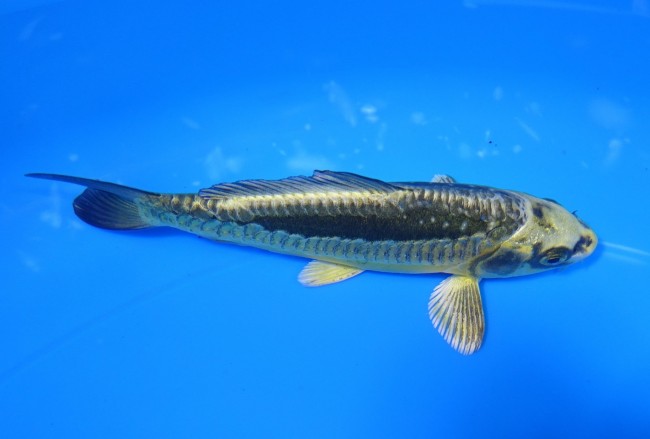 よろい金兜 12cm 錦屋養鯉場 よろい金兜 12cm 錦屋養鯉場 錦鯉販売 通信販売