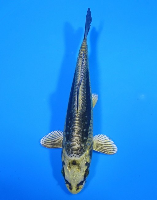 よろい金兜 12cm 錦屋養鯉場 よろい金兜 12cm 錦屋養鯉場 錦鯉販売 通信販売