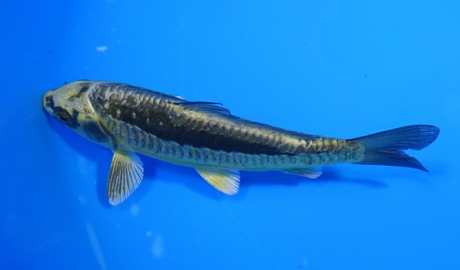 よろい金兜 12cm 錦屋養鯉場 よろい金兜 12cm 錦屋養鯉場 錦鯉販売 通信販売