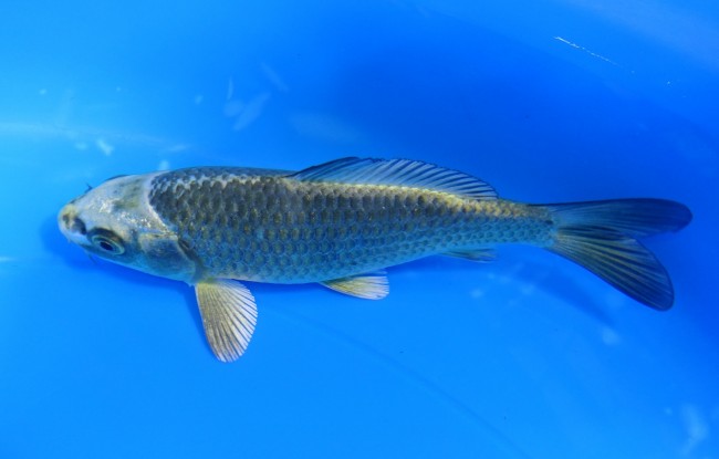 金兜 12cm 錦屋養鯉場 金兜 12cm 錦屋養鯉場 錦鯉販売 通信販売