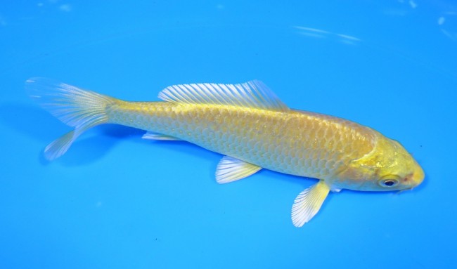 黄金 12cm 錦屋養鯉場 黄金 12cm 錦屋養鯉場 錦鯉販売 通信販売