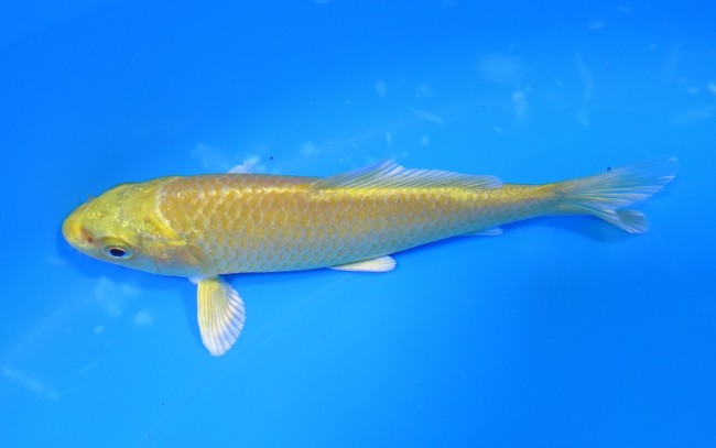 黄金 12cm 錦屋養鯉場 黄金 12cm 錦屋養鯉場 錦鯉販売 通信販売