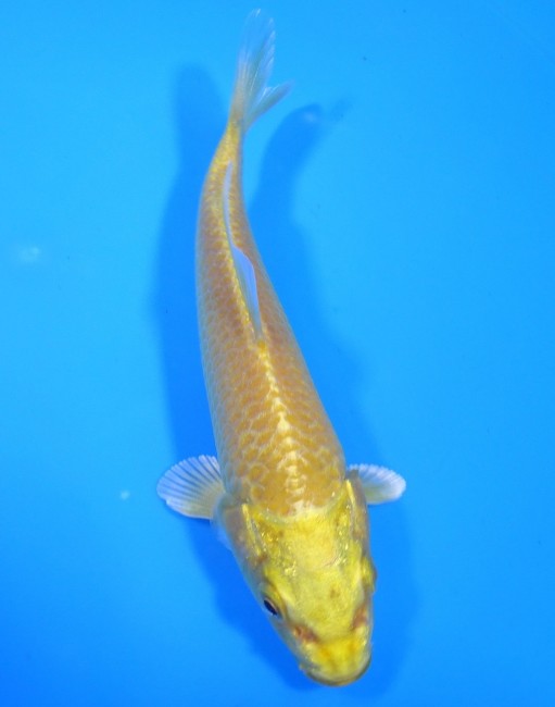 黄金 12cm 錦屋養鯉場 黄金 12cm 錦屋養鯉場 錦鯉販売 通信販売