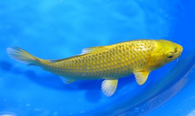 黄金 17cm 錦屋養鯉場 黄金 17cm 錦屋養鯉場 錦鯉販売 通信販売