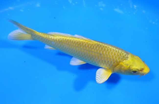 黄金 12cm 錦屋養鯉場 黄金 12cm 錦屋養鯉場 錦鯉販売 通信販売