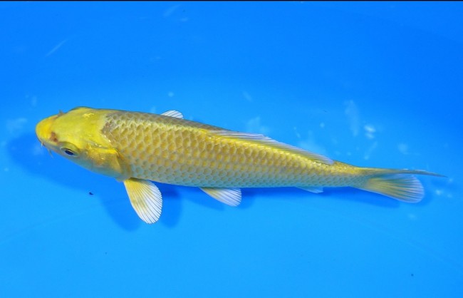 黄金 12cm 錦屋養鯉場 黄金 12cm 錦屋養鯉場 錦鯉販売 通信販売