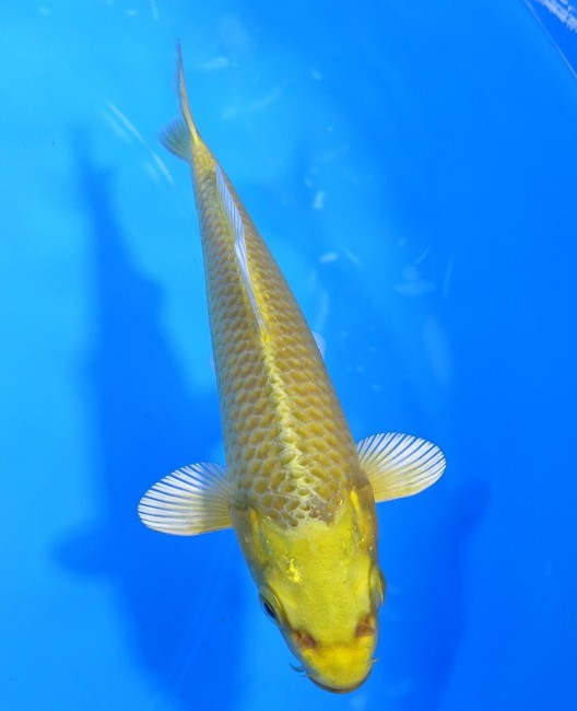 黄金 12cm 錦屋養鯉場 黄金 12cm 錦屋養鯉場 錦鯉販売 通信販売