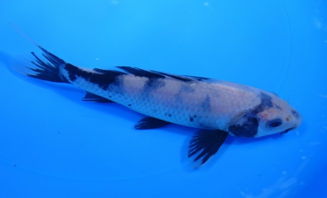 白写り 16cm 錦屋養鯉場 白写り 16cm 錦鯉販売 通信販売 錦鯉養鯉