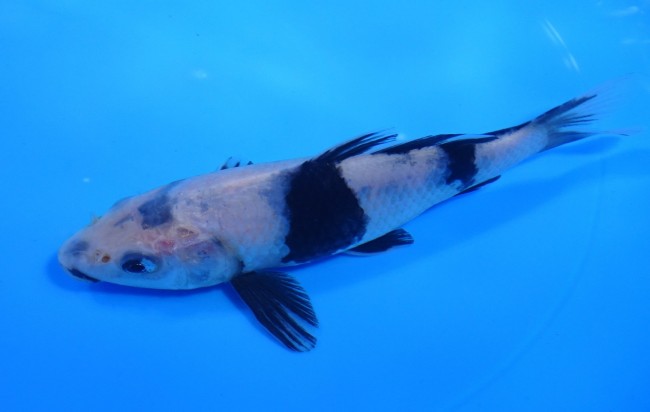 白写り 16cm 錦屋養鯉場 白写り 16cm 錦鯉販売 通信販売 錦鯉養鯉