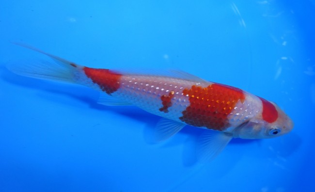 錦屋養鯉場 　パール銀鱗 紅白　15cm　 錦鯉販売　通信販売　錦屋養鯉場