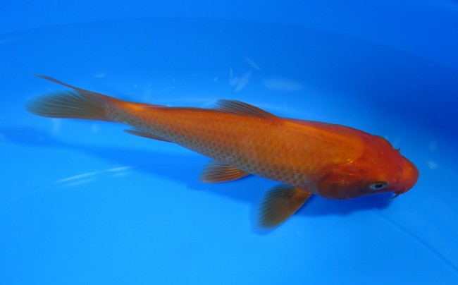 紅鯉 14cm 錦屋養鯉場 紅鯉 14cm 錦鯉販売 通信販売 錦屋養鯉場