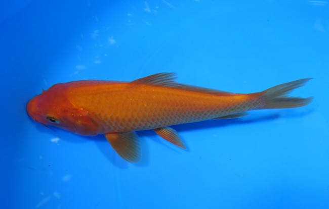 紅鯉 14cm 錦屋養鯉場 紅鯉 14cm 錦鯉販売 通信販売 錦屋養鯉場