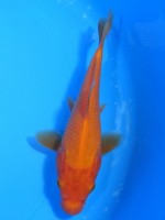 　 紅鯉　13cm　