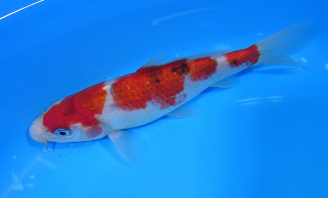 三段大正三色 16cm 錦屋養鯉場 三段大正三色 16cm 錦鯉 金魚 通信販売 錦屋養鯉場