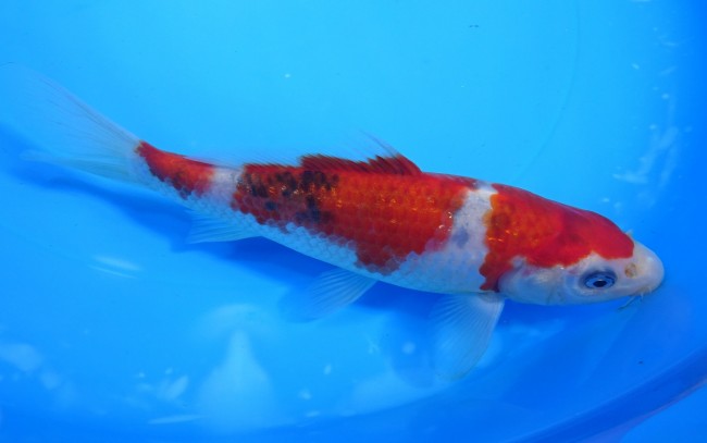 三段大正三色 16cm 錦屋養鯉場 三段大正三色 16cm 錦鯉 金魚 通信販売 錦屋養鯉場